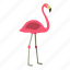 animal, beak, bird, feather, flamingo, pink, tropical 