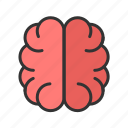 mind, human brain, head, intelligence, idea, thinking, brainstorming, organ