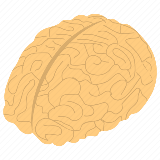 Body organ, human brain, mind, neural system, thinking icon - Download on Iconfinder