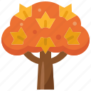 maple, wood, tree, fall, autumn, ecology, plant