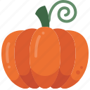 vegetable, autumn, harvest, food, pumpkin