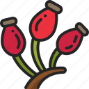 berry, rosehip, plant, fruit, nature, rose
