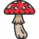 fungi, toadstool, forest, poison, mushroom, nature