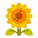 sunflower, floral, flower, flora, plant