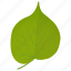 foliage, green leaf, leaf, linden leaf, tilia leaf 