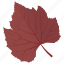 autumn leaf, foliage, leaf, leaf in fall, sycamore leaf 