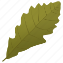 autumn leaf, foliage, leaf, leaf in fall, oak leaf