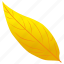 autumn leaf, foliage, leaf, leaf in fall, yellow birch 