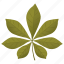 aesculus hippocastanum, chestnut leaf, foliage, horse chestnut, leaf 