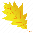 autumn leaf, foliage, leaf, leaf in fall, oak leaf