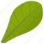 common milkweed, foliage, green leaf, leaf, milkweed leaf 
