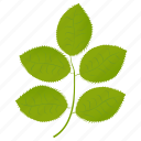foliage, green leaves, hickory leaves, leafy twig, leaves