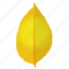autumn leaf, birch leaf, foliage, leaf in fall, yellow birch 