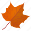 autumn leaf, foliage, leaf in fall, maple leaf, sugar maple 