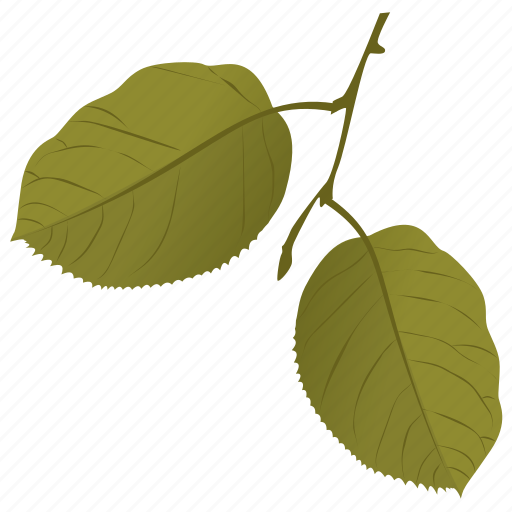 Foliage, green leaves, leafy twig, quaking aspen icon - Download on Iconfinder