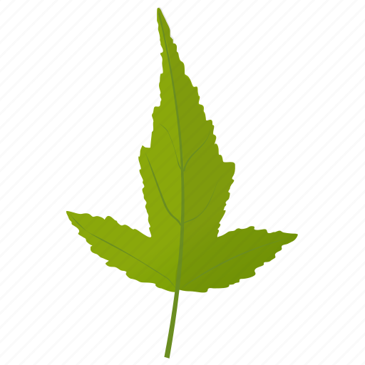 Amur maple, foliage, green leaf, leaf, maple leaf icon - Download on Iconfinder