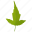 amur maple, foliage, green leaf, leaf, maple leaf 