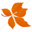 autumn leaves, chestnut leaves, foliage, leaf in fall, leafy twig 