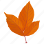 american beech, autumn leaf, foliage, leaf in fall, leafy twig 