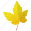 autumn leaf, foliage, leaf, leaf in fall, yellow leaf 