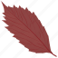 american hornbeam, autumn leaf, foliage, leaf, leaf in fall 
