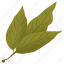 ash leaves, foliage, green leaves, leafy twig 
