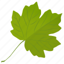 foliage, generic leaf, grape leaf, green leaf, leaf