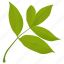 elder leaves, foliage, green leaves, leafy twig, leaves 