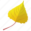 autumn leaf, foliage, leaf, leaf in fall, poplar leaf 