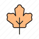 maple, canada, nature, foliage, leaf, ottawa, flag