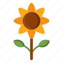 sunflower, flower, yellow, sun