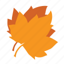 leaf, maple, autumn, fall, nature, tree, forest