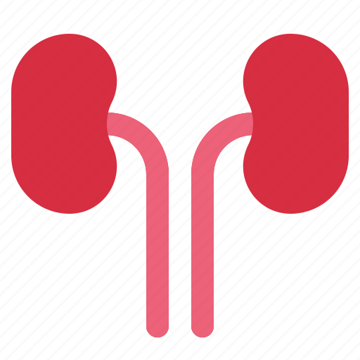 Kidney, urinary, bladder, anatomy, excretory, organ, system icon - Download on Iconfinder