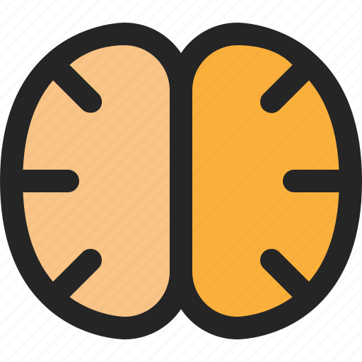 Brain, organ, human, medical, mind, education, anatomy icon - Download on Iconfinder