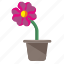 flower, home, plant, pot, rowan 