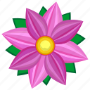 astra, bud, flower, nature, pink, violet 