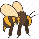 bee, honey, insect, animal, garden