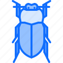 beetle, bug, insect, animal, nature