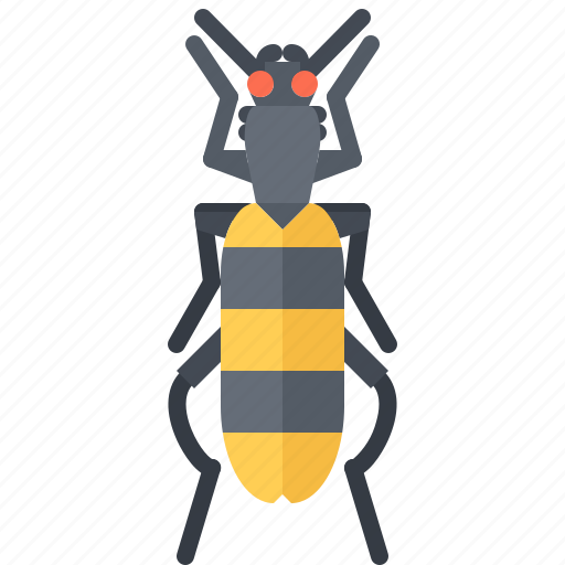 Beetle, bug, insect, animal, nature icon - Download on Iconfinder