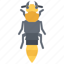 beetle, bug, insect, animal, nature