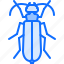 beetle, bug, insect, animal, nature 