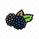 blackberry, berry, delicious, vitamin, food, huckleberry