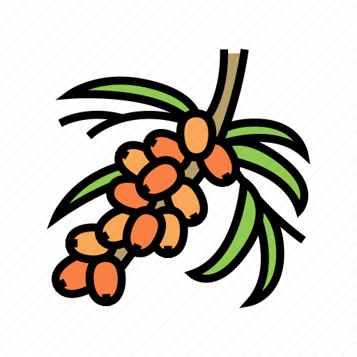 Buckthorn, berry, tree, branch, delicious, vitamin icon - Download on Iconfinder