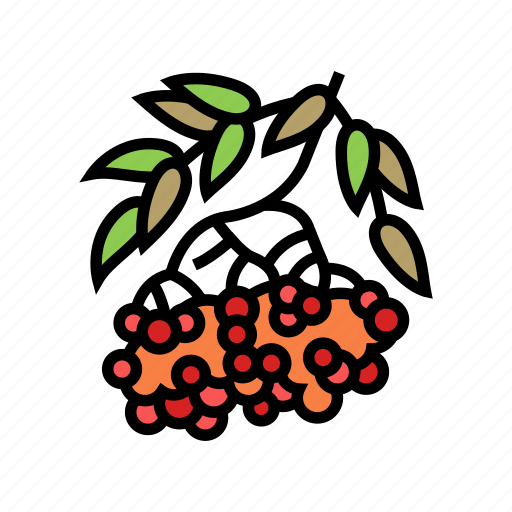 Rowan, berry, color, delicious, vitamin, food, huckleberry icon - Download on Iconfinder