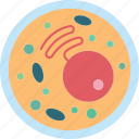 cell, biology, structure, organelles, science
