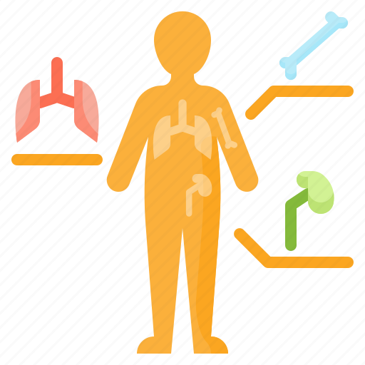 Kidney, body, bone, human, lung, anatomy icon - Download on Iconfinder