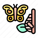 butterfly, chrysalis, cocoon, life, cycle