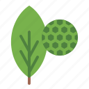 chlorophyll, leaves, plant, biology, education, science