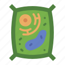 cell, biology, science, education, plant cell