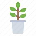 plant, grow, nature, potted plant